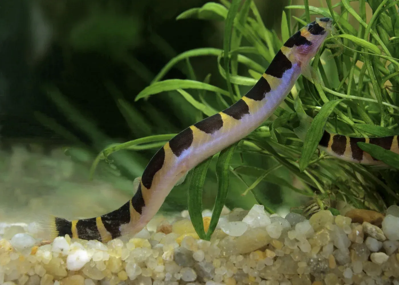 Imagem do Kuhli Loach